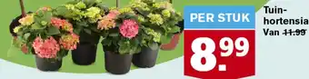 Hoogvliet Tuin hortensia per stuk aanbieding