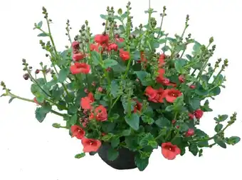 Intratuin Diascia (Diascia) roze D 13 H 15 cm aanbieding
