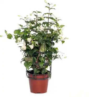 Intratuin Bellenplant hang (Fuchsia) D 10,5 H 16 cm aanbieding