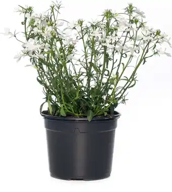 Intratuin Lobelia (Lobelia) wit D 13 H 15 cm aanbieding