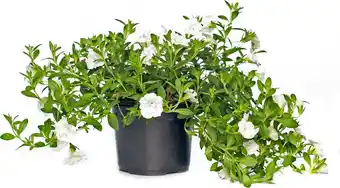 Intratuin Minipetunia (Calibrachoa) wit D 13 H 10 cm aanbieding