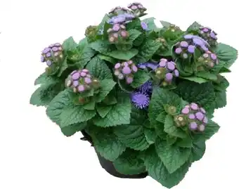 Intratuin Mexicaantje (Ageratum housanianum 'Artist Basso Blue') D 13 H 15 cm aanbieding