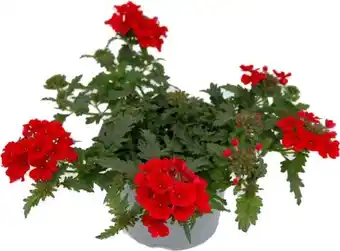 Intratuin IJzerhard (Verbena) rood D 13 H 15 cm aanbieding