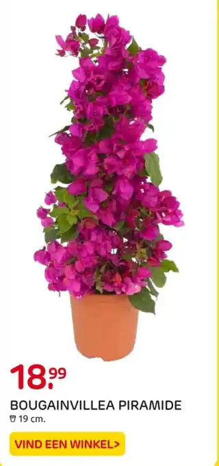 Praxis BOUGAINVILLEA PIRAMIDE aanbieding