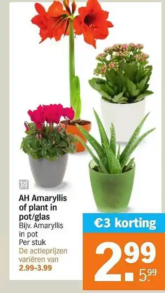 Albert Heijn AH Amaryllis Of Plant In Pot-Glas €3 Korting aanbieding