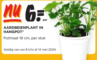 Jumbo Aardbeienplant in hangpot aanbieding