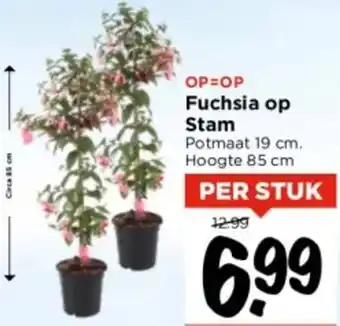 Vomar Voordeelmarkt Fuchsia op Stam aanbieding