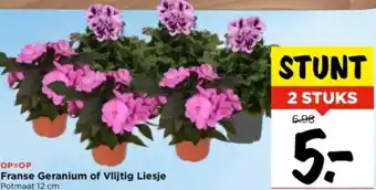 Vomar Voordeelmarkt Franse Geranium of Vlijtig Liesje aanbieding