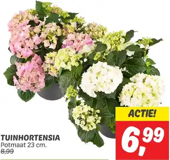 Dekamarkt TUINHORTENSIA Potmaat 23 cm. aanbieding