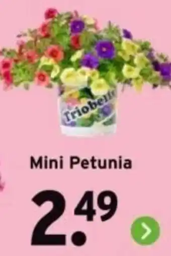 GAMMA Mini Petunia aanbieding