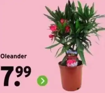 GAMMA Oleander aanbieding