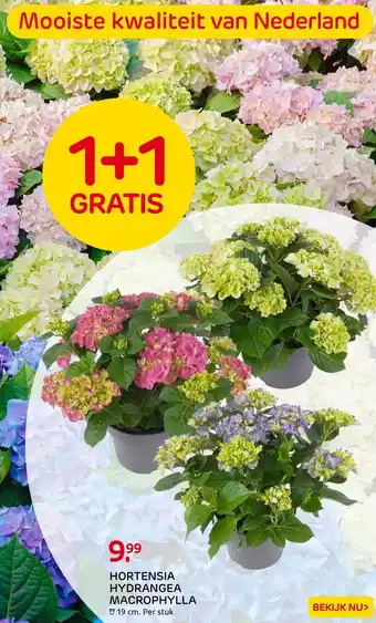 Praxis HORTENSIA HYDRANGEA MACROPHYLLA 19 cm. aanbieding