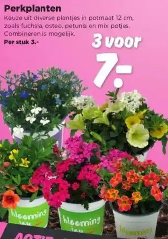 PLUS Perkplanten aanbieding