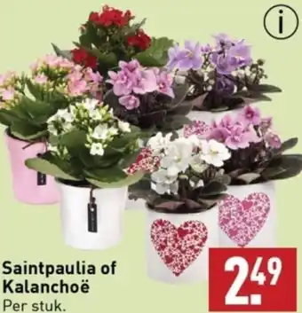 ALDI Saintpaulia of Kalanchoë aanbieding