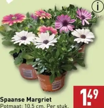 ALDI Spaanse Margriet aanbieding