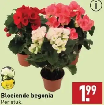 ALDI Bloeiende begonia aanbieding