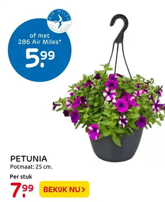 Praxis Petunia 25 cm aanbieding