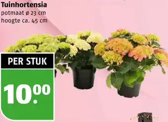 Poiesz Tuinhortensia aanbieding