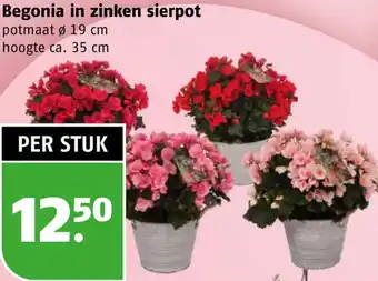 Poiesz Begonia in zinken sierpot aanbieding