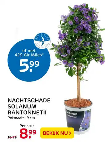 Praxis Nachtschade solanum rantonneii 19 cm aanbieding