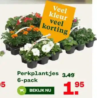 Welkoop Perkplantjes 6 Pack aanbieding