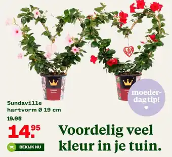 Welkoop Sundaville hartvorm Ø 19 cm aanbieding