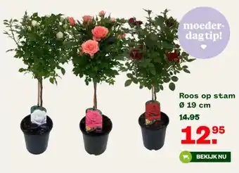 Welkoop Roos op stam Ø 19 cm aanbieding