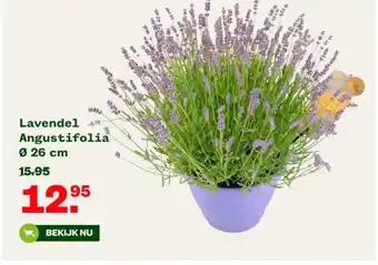 Welkoop Lavendel Angustifolia Ø 26 cm aanbieding