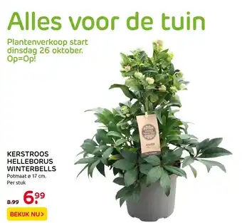 Praxis KERSTROOS HELLEBORUS WINTERBELLS aanbieding