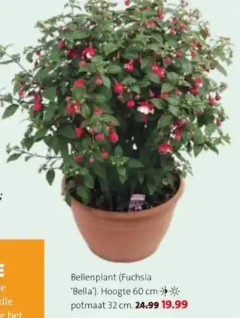 Intratuin Bellenplant aanbieding