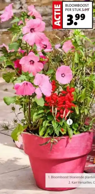 Intratuin Bloomboost bloeiende planten. aanbieding