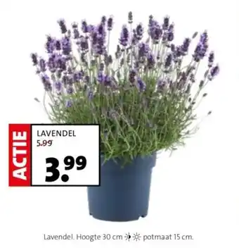 Intratuin LAVENDEL aanbieding