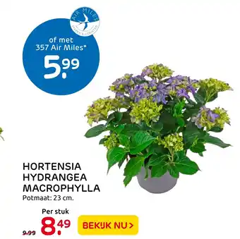 Praxis Hortensia hydrangea macrophylla 23cm aanbieding