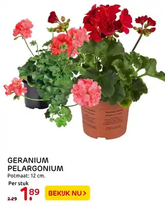 Praxis Geranium Pelargonium 12cm aanbieding