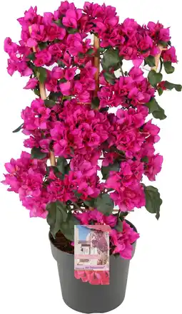 Intratuin Bougainvillea (Bougainvillea 'Sanderiana Renate') D 21 H 70 cm aanbieding