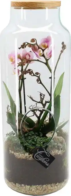 Intratuin Intratuin Arrangement Vlinderorchidee (Phalaenopsis) in glas D 19 H 50 cm aanbieding