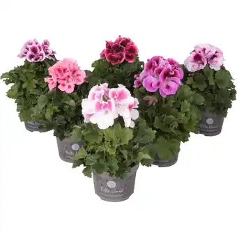 Dekamarkt Franse geranium potmaat 13 aanbieding