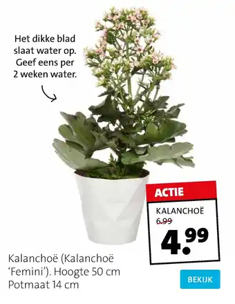 Intratuin Kalanchoe Femini aanbieding