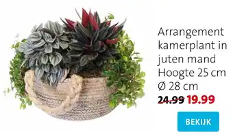 Intratuin Arrangement kamerplant in juten mand aanbieding