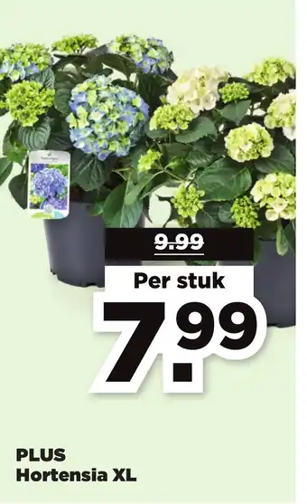 PLUS Hortensia XL aanbieding