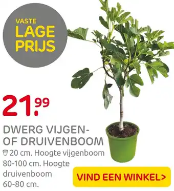 Praxis DWERG VIJGEN OF DRUIVENBOOM aanbieding