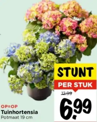 Vomar Voordeelmarkt Tuinhortensia 19 cm aanbieding