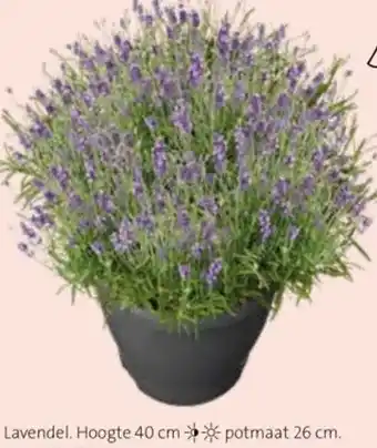 Intratuin Lavendel aanbieding