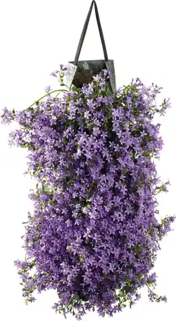 Intratuin Wandhanger Klokjesbloem (Campanula portenschlagiana 'Ambella Purple') D 60 H 25 cm aanbieding