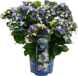 Intratuin Hortensia (Hydrangea macrophylla 'RC Lady Mata Hari Blue') D 23 H 45 cm aanbieding