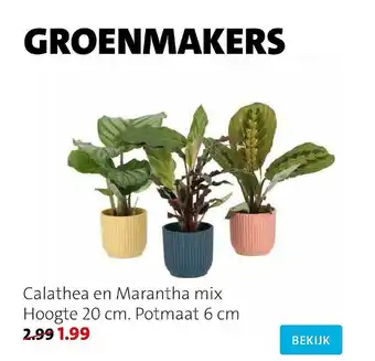 Intratuin Calathea em marantha mix aanbieding