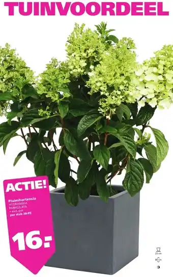 Ranzijn Pluimhortensia aanbieding