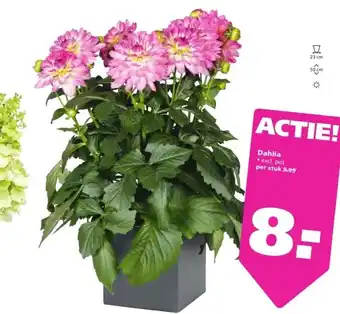 Ranzijn Dahlia aanbieding
