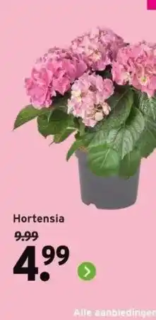 GAMMA Hortensia aanbieding