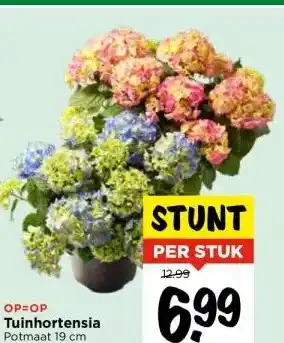 Vomar Voordeelmarkt Tuinhortensia aanbieding